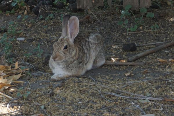 [Picture of Relaxing Rabbit]